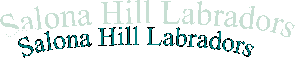 Salona Hill Labradors
